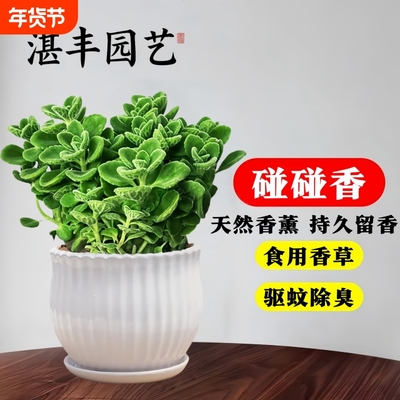 碰碰香桌面迷你驱蚊趣味小盆栽