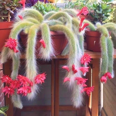 精品长毛九尾狐软毛开花仙人柱猴尾稀有贵货仙人掌多肉盆栽绿植