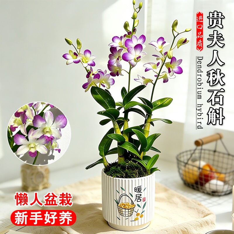 带花苞名贵泼墨秋石斛兰花苗品种贵夫人室内好养浓香盆栽花卉绿植