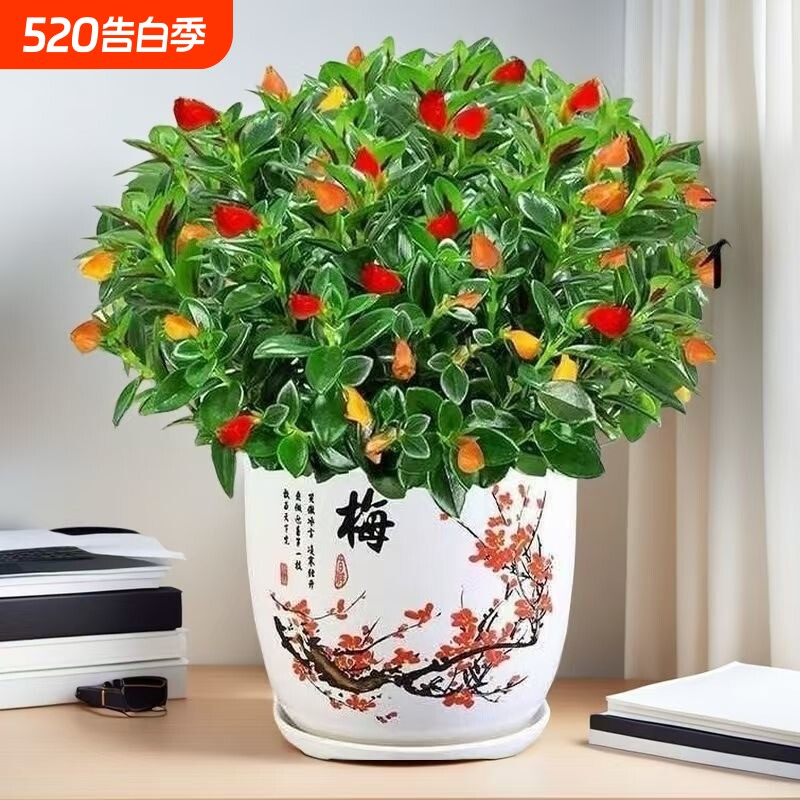 新品金鱼吊兰盆栽室内阳台秋冬好养四季耐寒开花卉绿植物不带花苞
