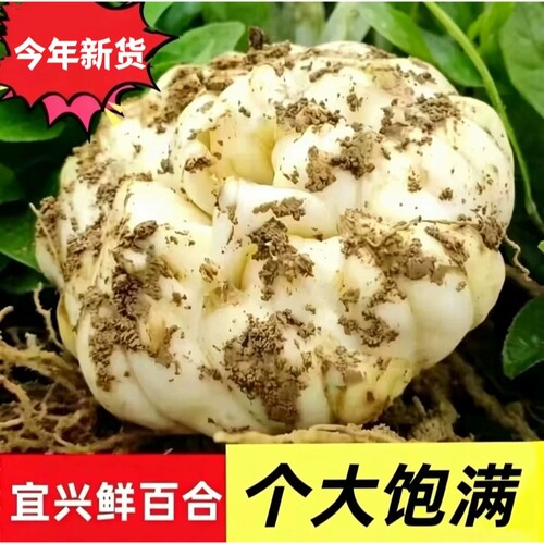 2026年百合新鲜现挖直发食用2500g宜兴农家土特产2斤散装卷丹种植