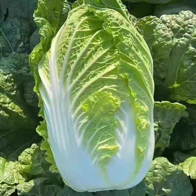 精选新鲜大白菜应季蔬菜农家自种非存储蔬菜当季绿叶菜低脂包邮