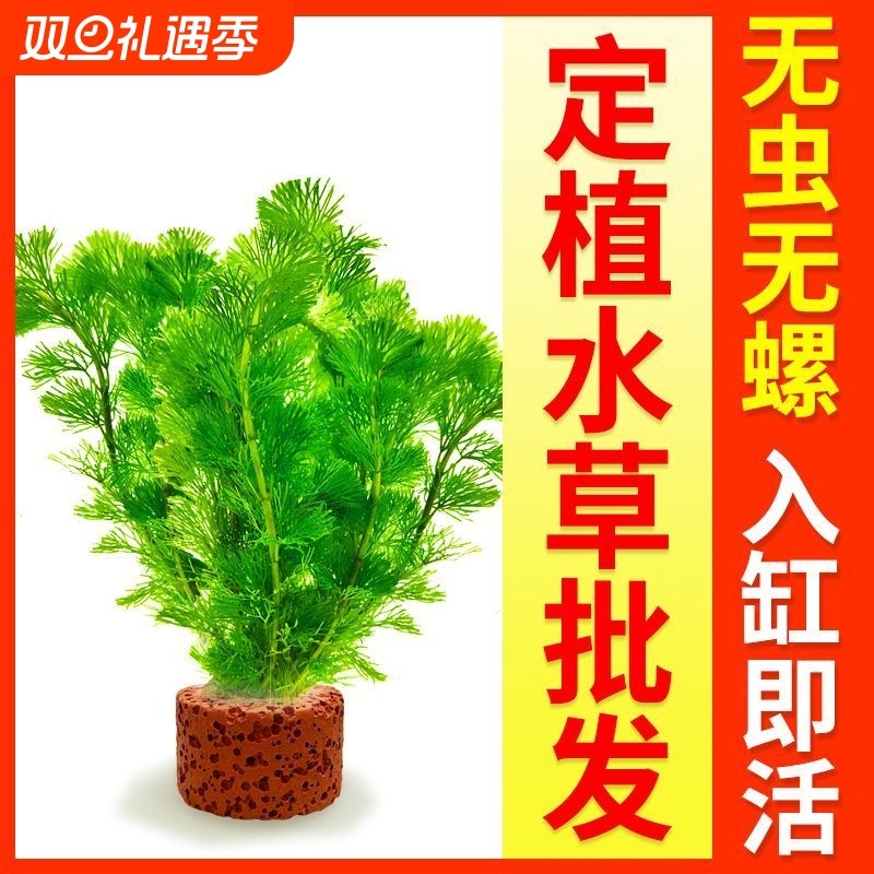 鱼缸水草植物真草水培蜈蚣装饰阴性净化水质火山石小生态造景全套
