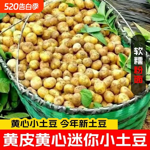 恩施土豆小土豆迷你黄心