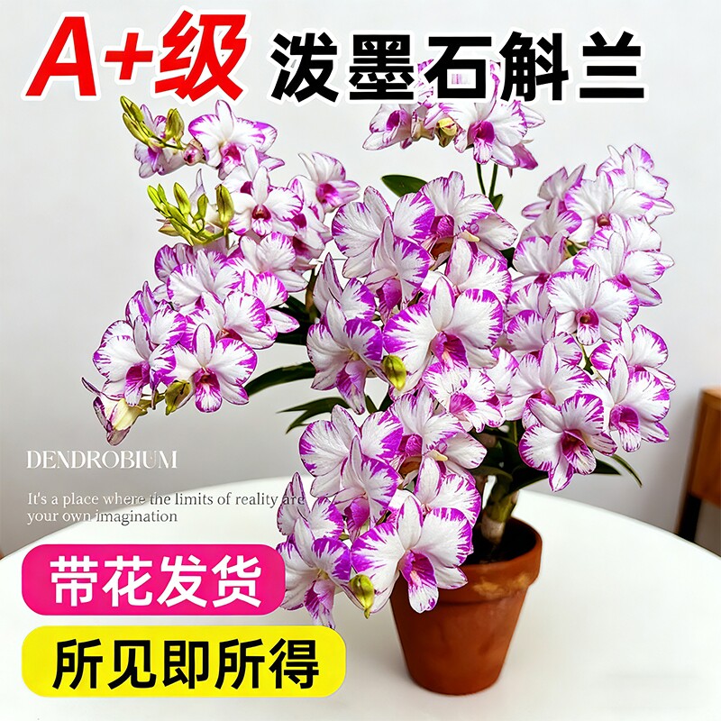 白泼墨秋石斛兰花苗盆栽好养水培花卉绿植冬带花开花蝴蝶粉黛蜜桃