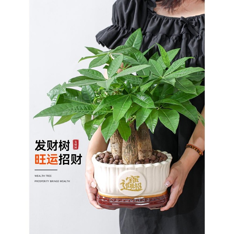 发财树盆栽室内植物招财客厅办公室桌面绿植四季好养活开业送礼新