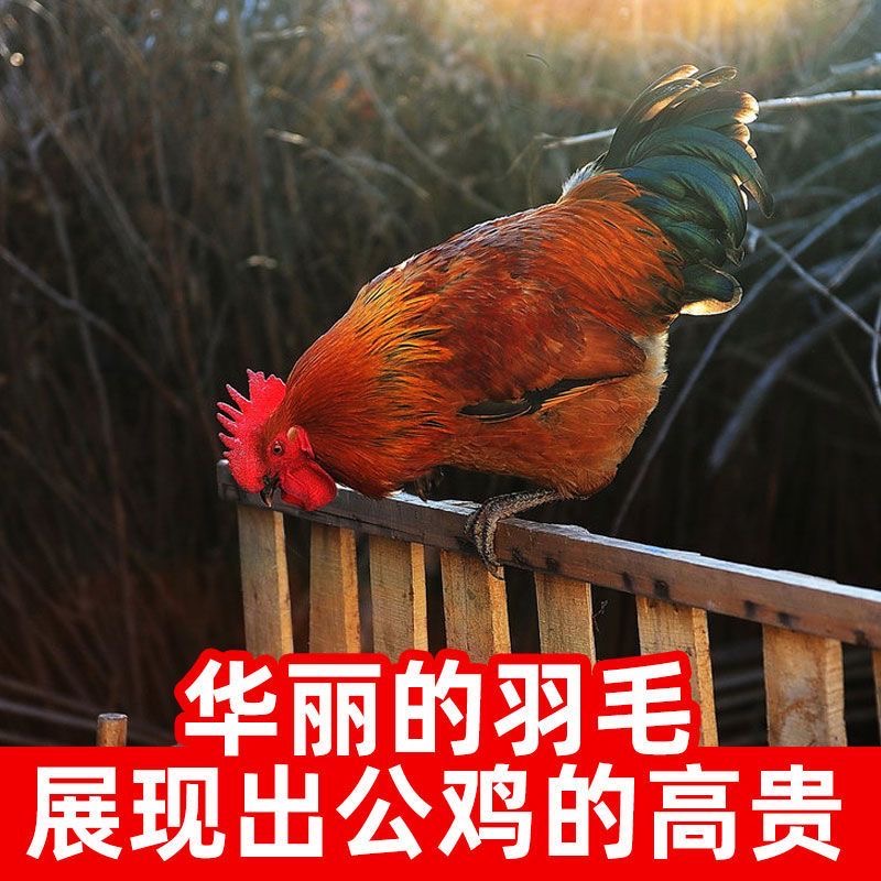 黄脚大公鸡土鸡跑山走地鸡笨公鸡麻脚鸡整只农家散养新鲜现杀鸡肉