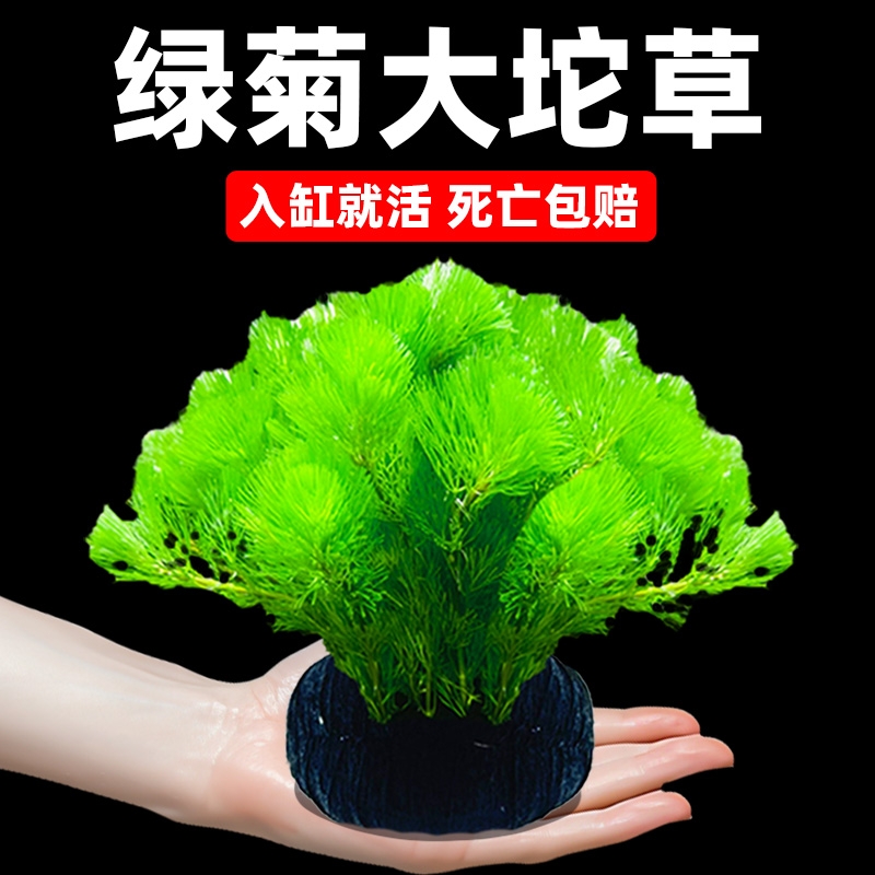 水罗兰绿菊水草|超7000次加购