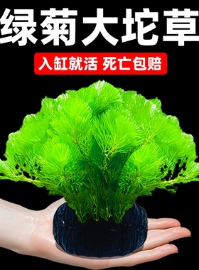 水罗兰水草生态缸鱼缸植物增氧绿菊绿植人造景底砂水质水缸水生