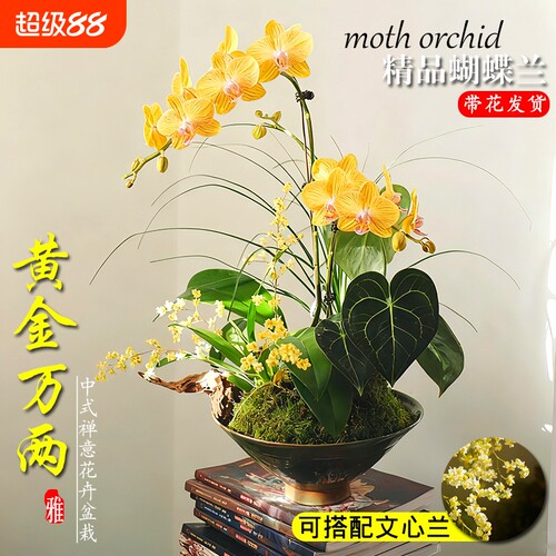 蝴蝶兰带花剑大苗香水文心兰花室内阳台好养浓香绿植盆栽年宵花卉