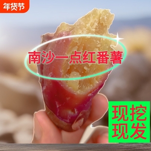 广州南沙一点红番薯软糯香甜应季新鲜现挖现发顺丰包邮自家种植