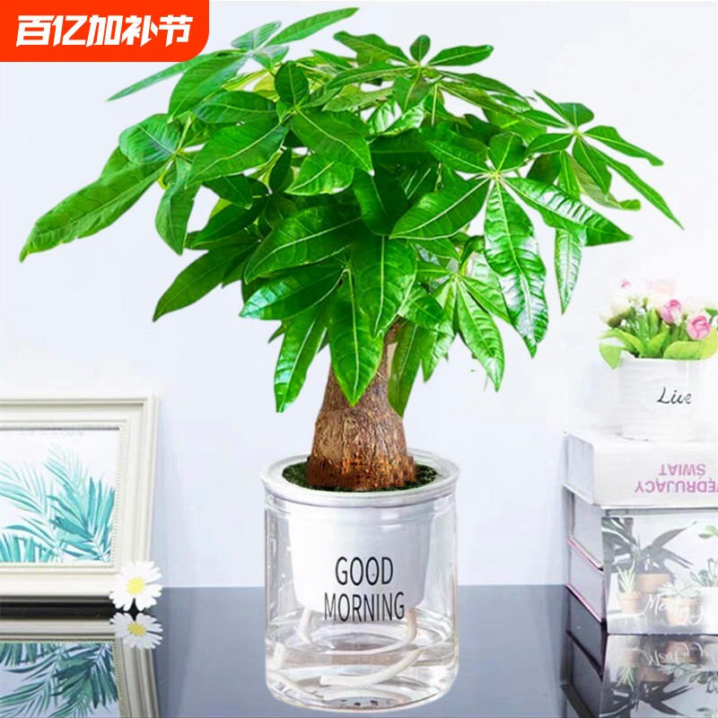 发财树盆栽绿植物大金钱树办公室内吸甲醛绿萝文竹水培富贵竹好养