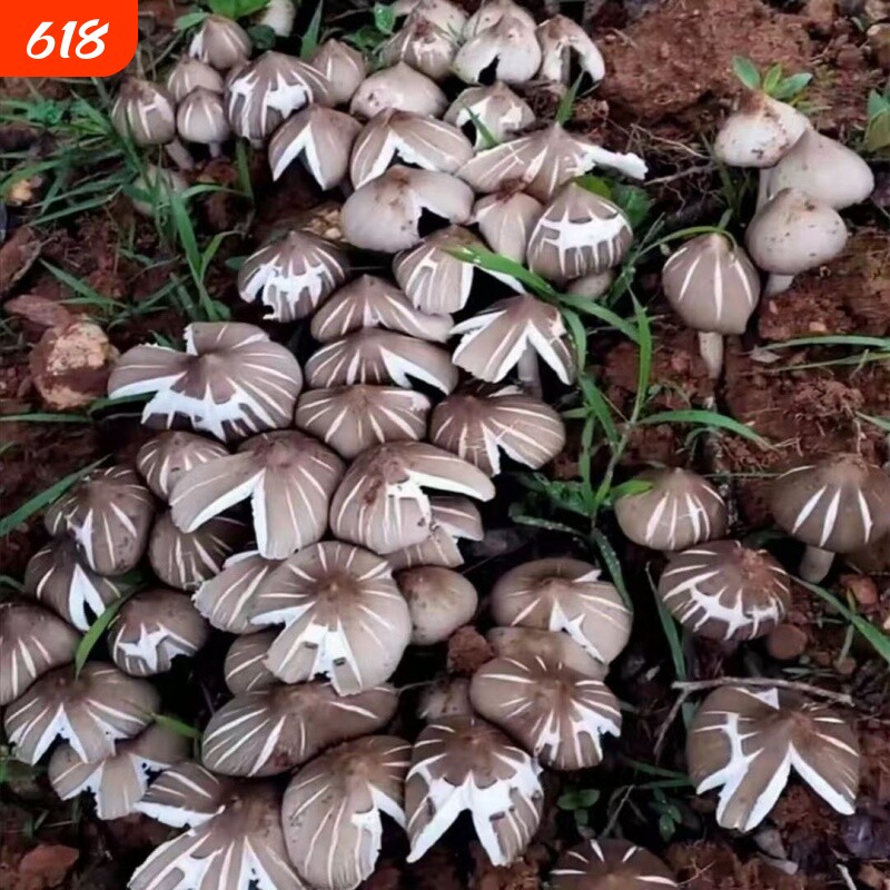 正宗云南鸡枞菌菌种四季种植三塔菌种家种伞把菇食用菌种鸡枞种子