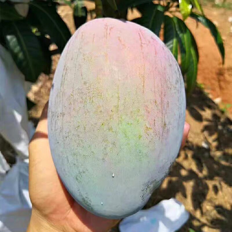 凯特芒果新鲜应季水果澳芒青整箱包邮特大青果当季现摘果肉好吃的