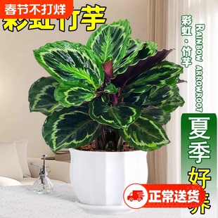 彩虹竹芋盆栽水培孔雀竹芋彩叶绿植花卉室内夏季好养净化空气植物