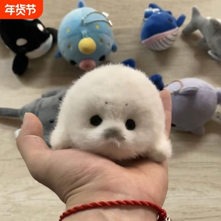 ins卡通海洋动物鲸鲨毛绒公仔鲨鱼鲸鱼压床结婚娃娃抛洒公仔海豹