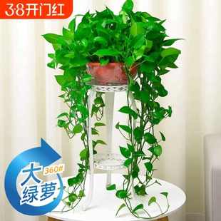 360#长藤绿萝盆栽植物室内绿植吸甲醛净化空气大盆花架土水培客厅