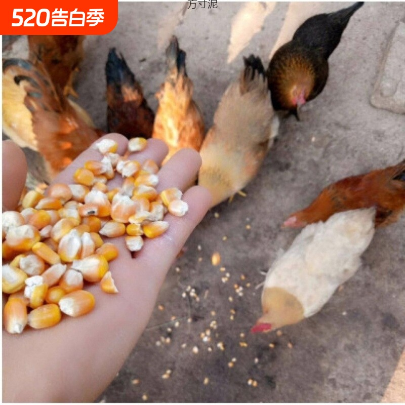 东北大玉米粒干玉米喂猪鸡鸭鹅鸟家禽饲料鸽子粮钓鱼打窝粮食散装