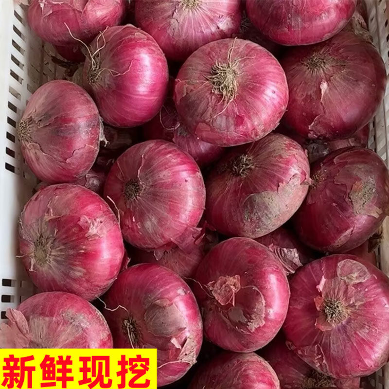 云南农家现挖水果小洋葱10斤装甜味生吃9紫皮圆葱头蔬菜新鲜整箱