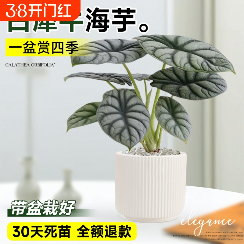 白犀牛海芋盆栽室内桌面绿植四季常青植物花卉盆景净化空气客厅