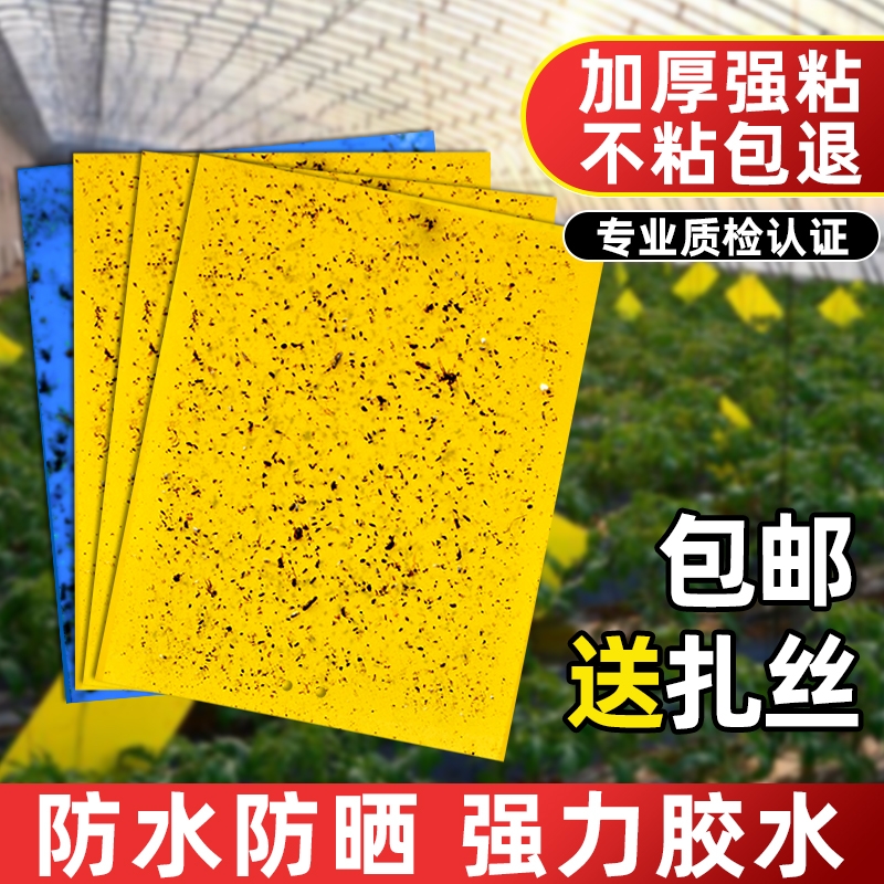 粘虫板黄板双面大棚菜园小飞虫果蝇诱捕器粘蚊贴苍蝇贴果园粘蝇纸