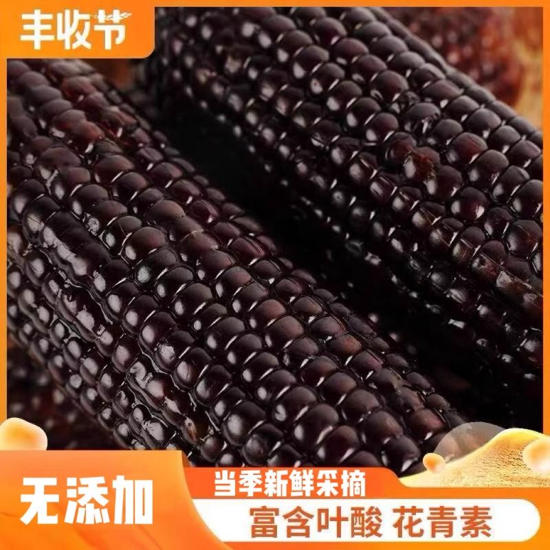 黑玉米新鲜糯玉米低脂餐真空装即食嫩糯黑糯甜粘黏玉米棒10支