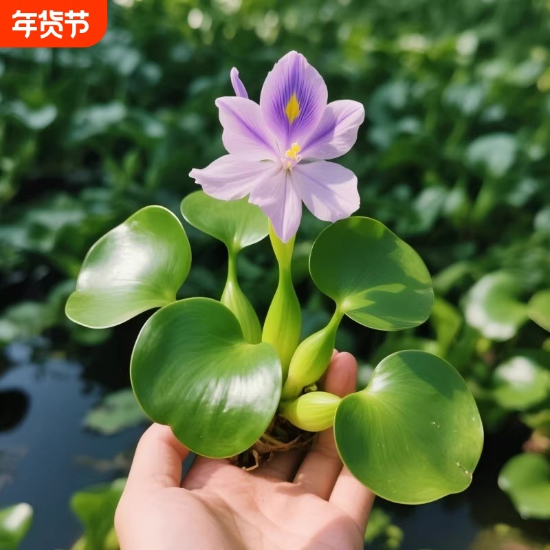 水葫芦水草浮萍鱼缸乌龟虾花卉鱼池造景躲避净化水质水芙蓉苗增氧