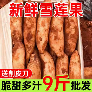 天山雪莲果黄心正宗云南特级孕妇水果应当季新鲜现挖脆甜多汁整箱