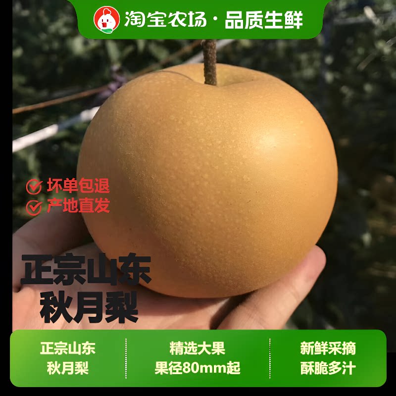 正宗山东秋月梨现摘新鲜梨子薄脆甜当季水果冰糖梨农场礼盒直发