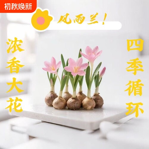 水培风雨兰种球四季浓香型重瓣韭兰葱兰室内阳台绿植开花庭院花期