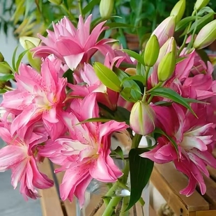 香水百合花种球盆栽花卉室内室外四季好养活植物种子重瓣阳台观赏