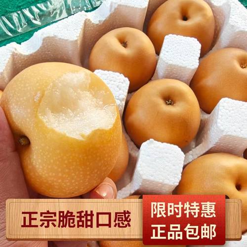 乔姑娘莱阳秋月梨脆甜无渣