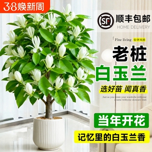 白玉兰树苗盆栽带花苞矮化紫玉兰老桩绿植室内花卉客厅庭院开花