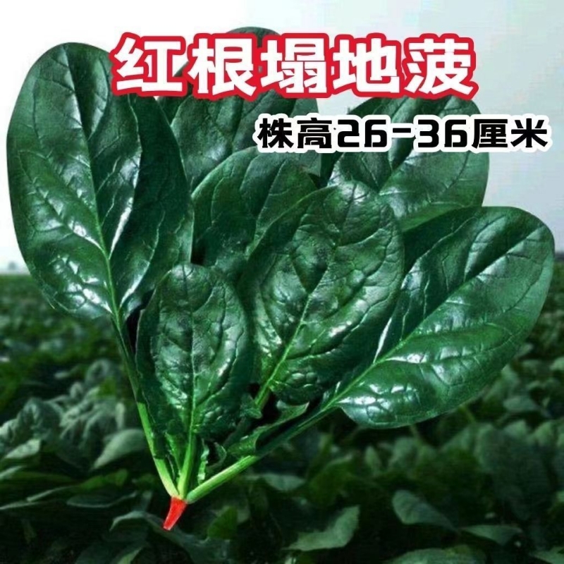 趴地菠菜种子老品种塌地菠春秋冬季红根菠菜易种耐热耐寒菜种蔬菜