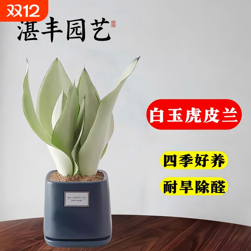 虎皮兰白玉绿植盆栽稀有品种