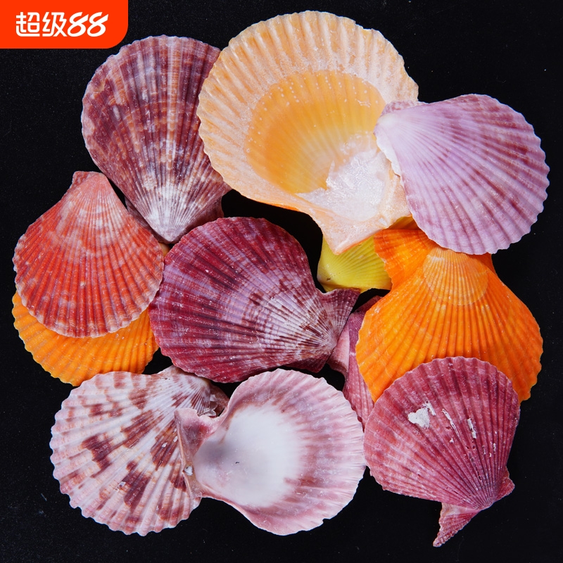 天然彩贝扇贝壳手工幼儿园学校diy装饰摆件摄影家居水族鱼缸造景