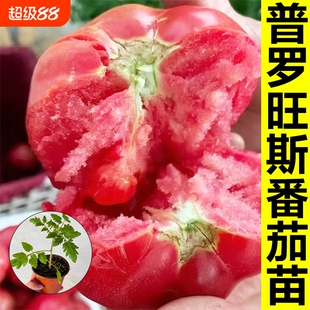 正宗普罗旺斯西红柿苗秧带土大果沙瓤大粉嫁接番茄老品种山东寿光