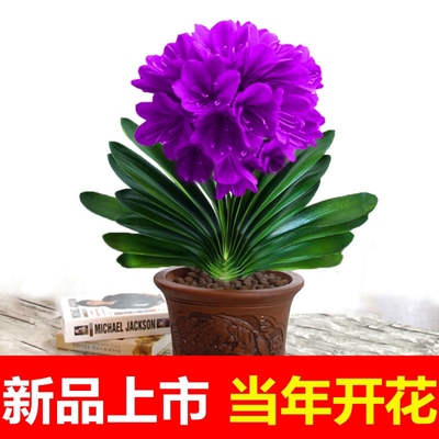 耐寒君子兰盆栽圆头和尚小苗蝴蝶兰花卉四季室内好养绿植物开花
