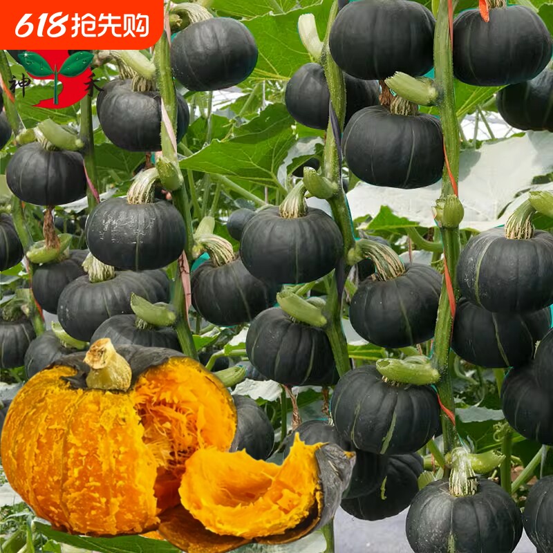贝贝南瓜种子板栗小南瓜南瓜种子种子贝贝南瓜蔬菜种子孑