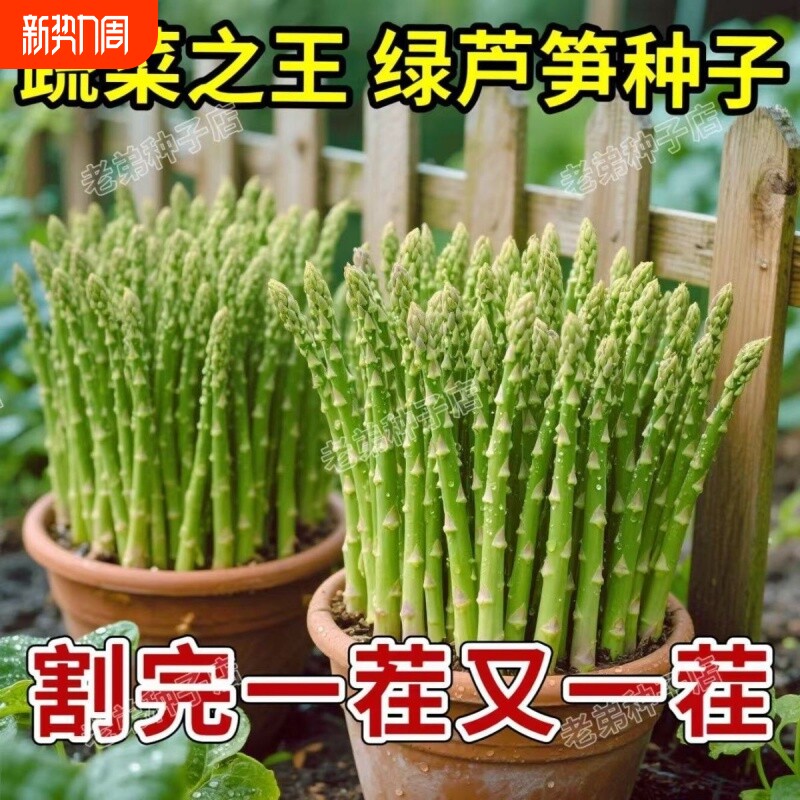 芦笋种子绿芦笋种籽四季种植蔬菜之王高营养蔬菜种子