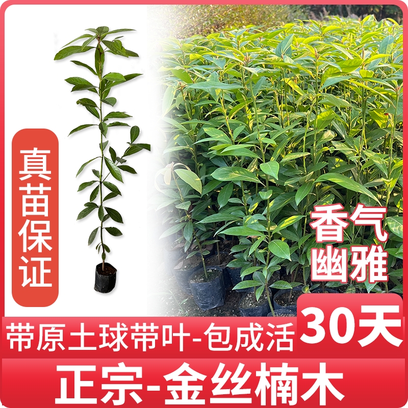 正宗金丝楠木树苗名贵小叶桢楠树