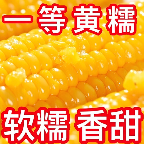东北糯玉米真空锁鲜|千人加购