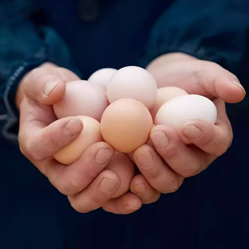 正宗散养土鸡蛋礼盒装营养鸡蛋笨鸡蛋农家柴鸡蛋现捡谷物新鲜鸡蛋,水产肉类/新鲜蔬果/熟食,鸡蛋,淘宝优惠券,粉丝福利购,淘宝优惠卷