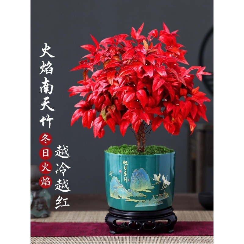 火焰南天竹盆栽红叶绿植中式禅意四季观叶桌面花卉好养耐寒植物