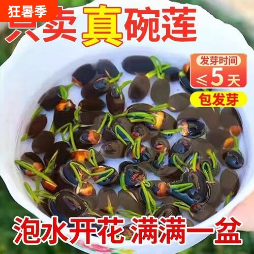 碗莲种子水培植物室内外花卉