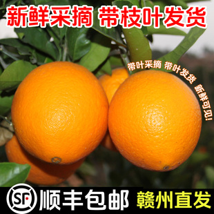 新鲜甜橙子水果直发 净重9.2斤正宗赣南脐橙江西赣州当季 顺丰 包邮