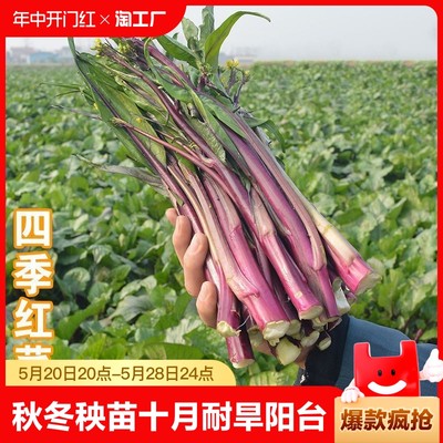 红菜苔蔬菜秧苗耐旱阳台盆栽新鲜苗包成活甘蓝早熟营养高多年生