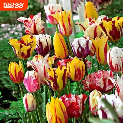 荷兰郁金香种球室内外土培花卉水培盆栽带花秋冬季花种子易种