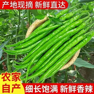 新鲜青线椒薄皮辣椒尖椒二荆条青辣椒当季蔬菜批发长农家新鲜蔬菜