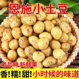 新鲜高山恩施小土豆黄皮正宗黄心土豆超小迷你小个洋芋 包邮